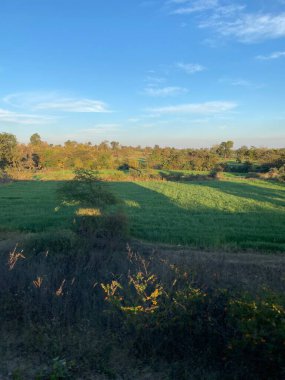 yeşil çimenler ve mavi gökyüzü. doğa arkaplanı.