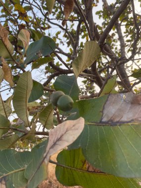 Bahçede yeşil yapraklar