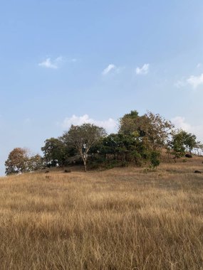 Ağaçları ve mavi gökyüzü olan güzel bir manzara.