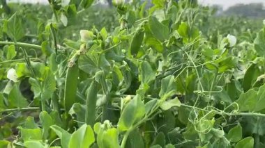 Bahçedeki yeşil yapraklar