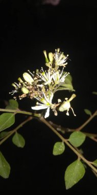Güzel botanik fotoğrafı, doğal duvar kağıdı.