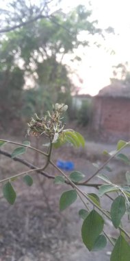 Güzel botanik fotoğrafı, doğal duvar kağıdı.