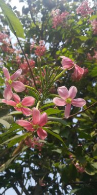 Güzel çiçeklerin manzarası