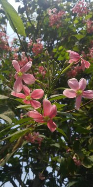 Bahçedeki güzel çiçekler