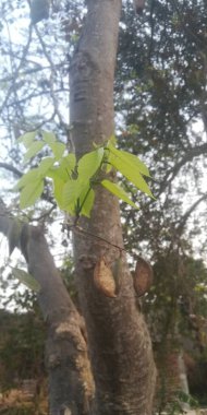 Doğada ağaç dalları, bitki örtüsü