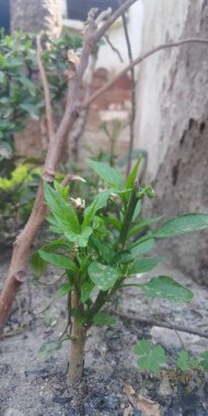 Bahçede yeşil yapraklar