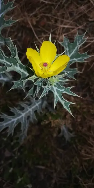 Yakın çekim - yeşil yapraklı bir tarlada sarı bir çiçeğin fotoğrafı