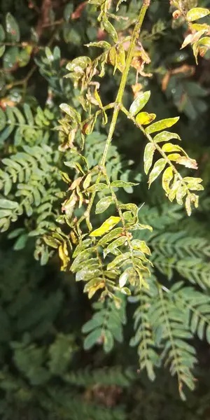 yeşil yapraklar, bitkiler ve yapraklar