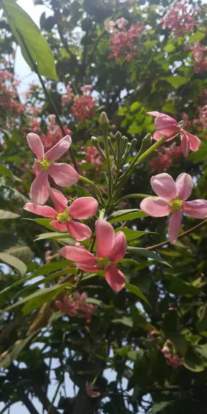 Bahçedeki güzel çiçekler