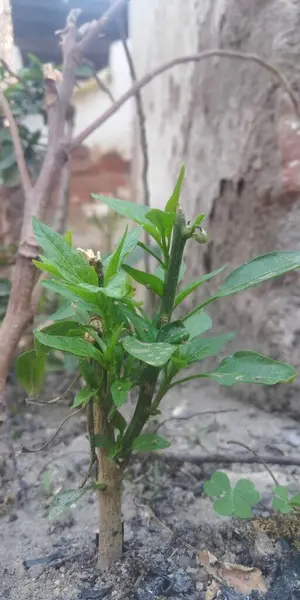 Güzel botanik fotoğrafı, doğal duvar kağıdı.