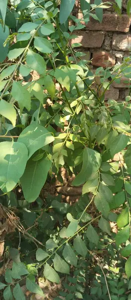 yeşil yapraklar, bitki örtüsü ve doğa