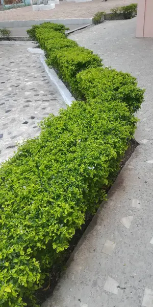 Parkta yeşil çimenler