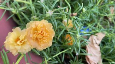 Bahçedeki güzel sarı çiçekler