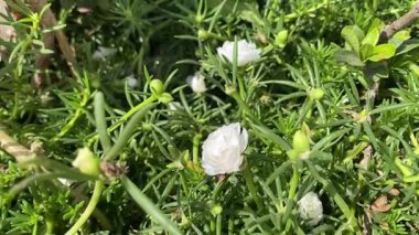 Bahçede beyaz çiçekler