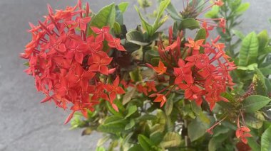 Bahçedeki kırmızı çiçek