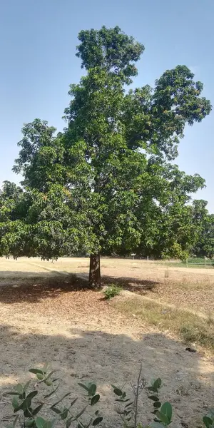 Ağaçlı ve mavi gökyüzü olan yeşil bir alanın dikey görüntüsü.