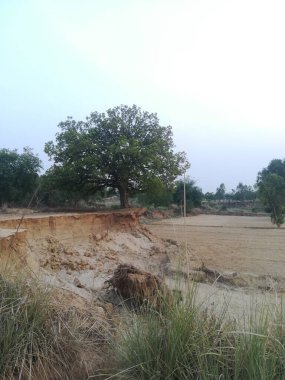 Kırsal alanda tarlalar, Hindistan