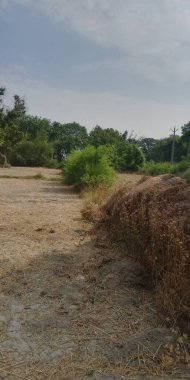 Ağaçlı ve ağaçlı güzel bir manzara.