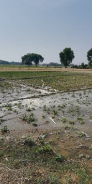 pirinç tarlası, tarım tarlası