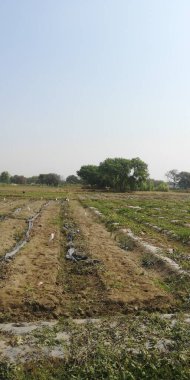 Pirinç tarlası ve pipetle güzel bir manzara.