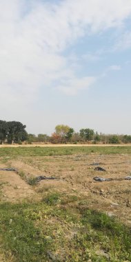 Yazın ölü denizin manzarası