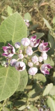 Bahçedeki güzel çiçekler