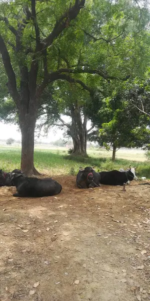 Parktaki bir grup köpek.