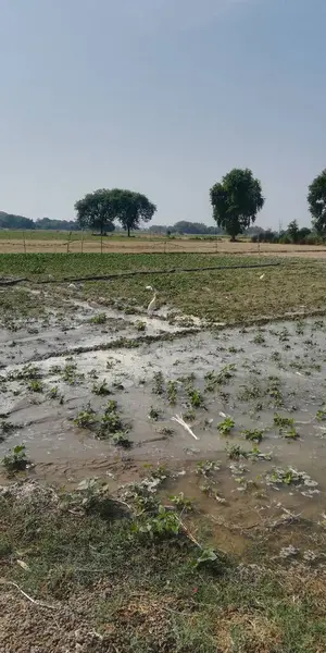 pirinç tarlası, tarım tarlası