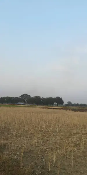 Buğday tarlası ve bulutlu gökyüzü olan güzel bir manzara.