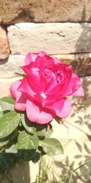 Bahçede güzel pembe bir gül