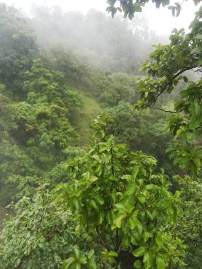 Sabahları ormanın güzel manzarası