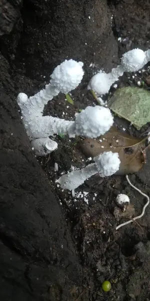 Beyaz, siyah ve beyaz bir karın yakın plan çekimi.