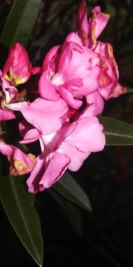 Bahçedeki güzel çiçekler