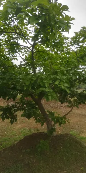 Bahçede yeşil yapraklar