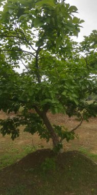 Ormanda yeşil yapraklar