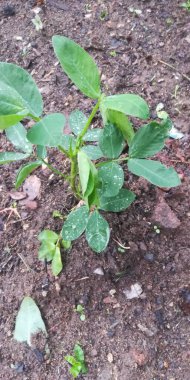 Bahçedeki yeşil bitki