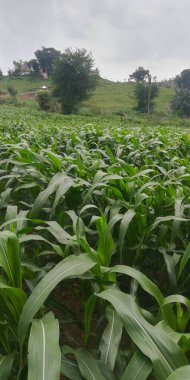 Kırsalda yeşil mısır tarlası