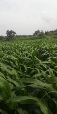 Sabah yeşil mısır tarlası