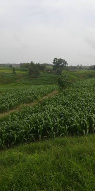 Kırsalda yeşil pirinç tarlası