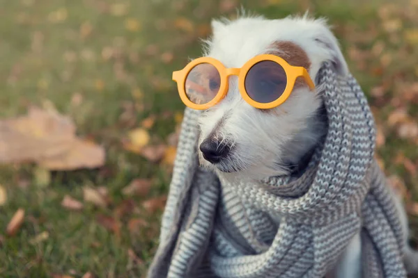 Белая Собака Желтых Солнцезащитных Очках Шарф Обернутый Вокруг Шеи Осенняя — стоковое фото