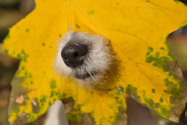 Dog Nose Sticks Out Large Yellow Maple Leaf Autumn Concept — Stock Photo, Image