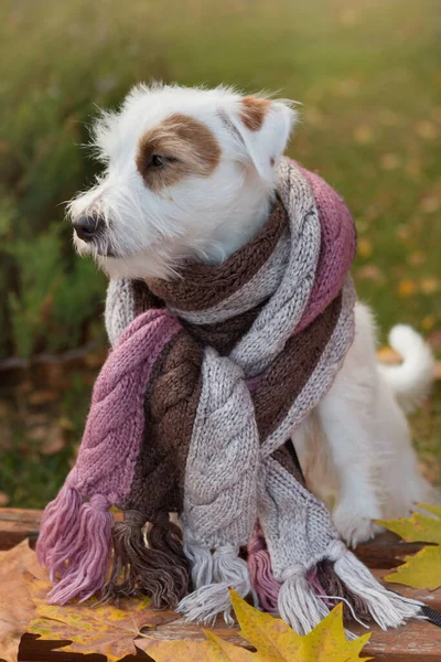 stock image White dog with a long scarf around his neck, front paws on a bench, yellow leaves lie nearby, autumn concept