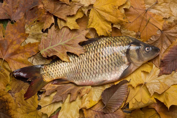 Grande Carpa Fresca Encontra Rodeado Por Folhas Outono Conceito Pesca — Fotografia de Stock