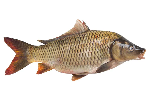 新鮮な川魚の鯉が口を開けて白い背景に隔離された平らなレイアウトで ロイヤリティフリーのストック写真
