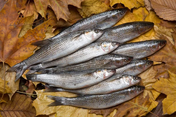 Bunch Fresh Silver Mullet Lies Yellow Autumn Leaves Autumn Fishing — Photo