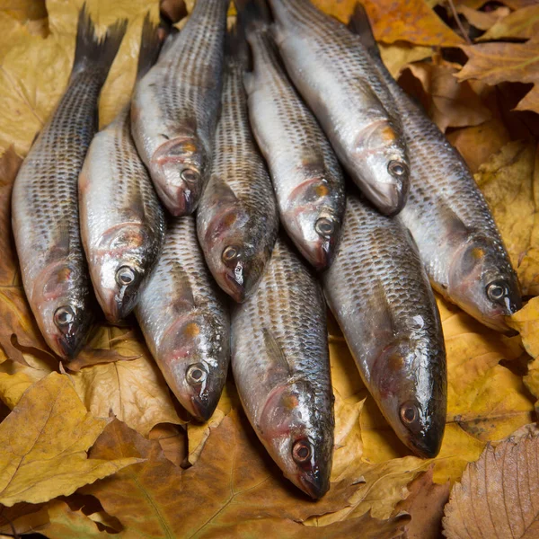 Kilka Świeżych Ryb Mullet Leży Żółtych Jesiennych Liściach Zbliżenie Selektywne — Zdjęcie stockowe