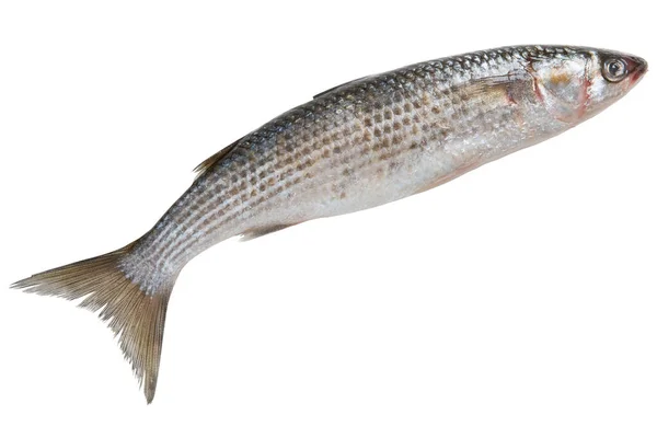 Verse Zilveren Mulletvissen Als Zwevende Vissen Een Witte Achtergrond Isoleren — Stockfoto