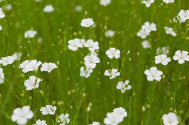White flax flowers, close up, floral texture, selective focus