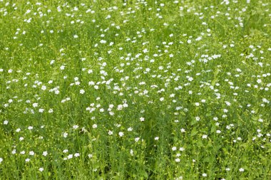 Texture from green flax plants with white flowers, copy space