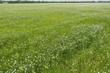 Plantation of green flax with white flowers, landscape, long shot